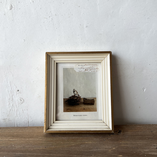 errer antique frame S@ʐ^@